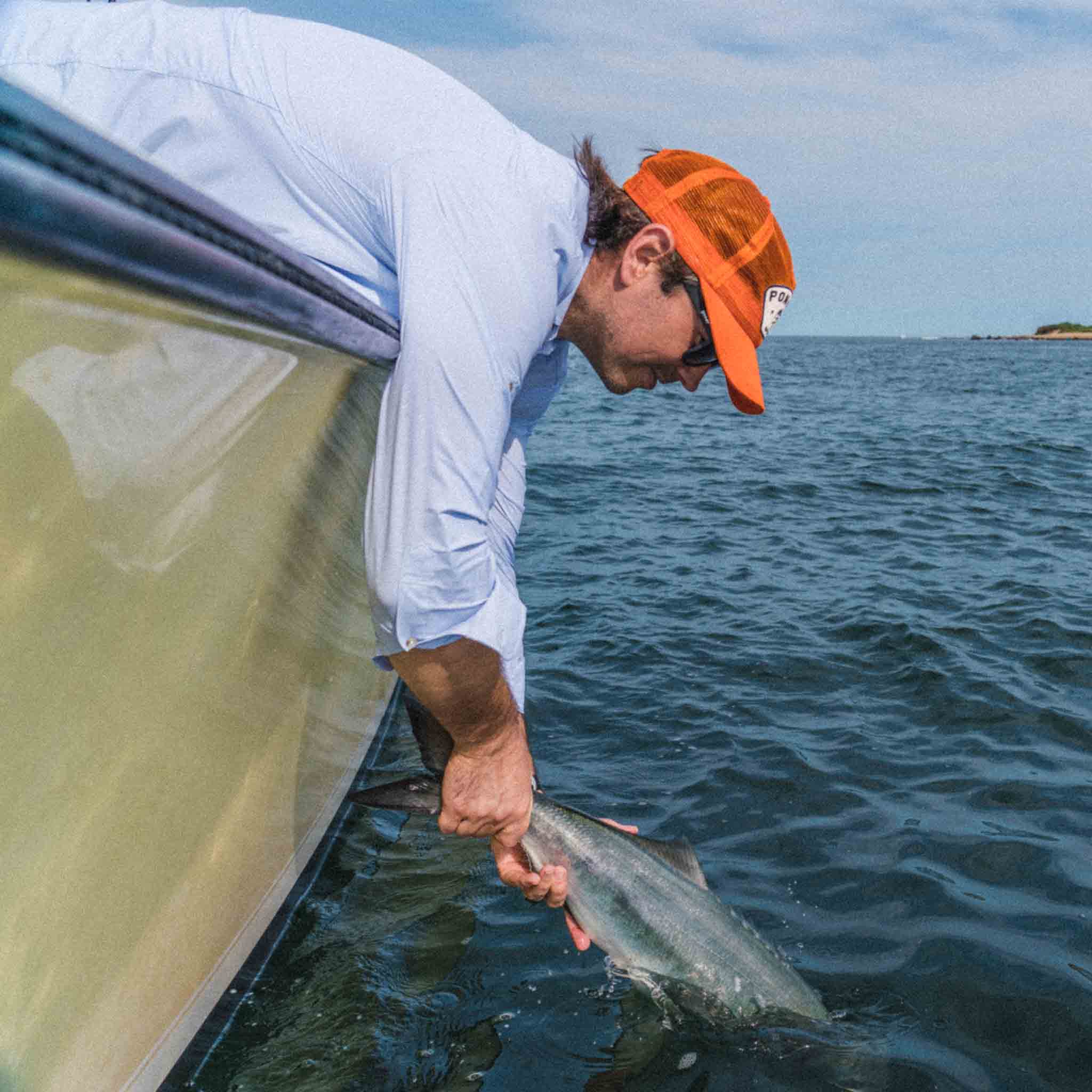 The Bluefish - Image 8